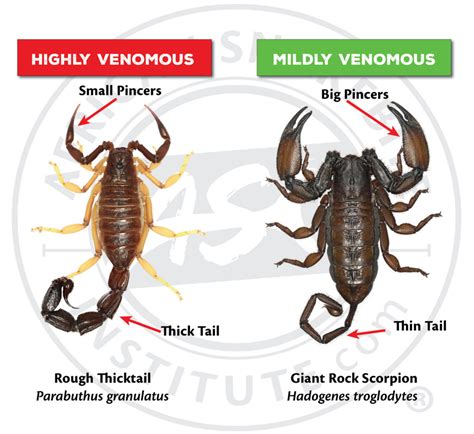 How to identify a potentially dangerous scorpion - African Snakebite ...