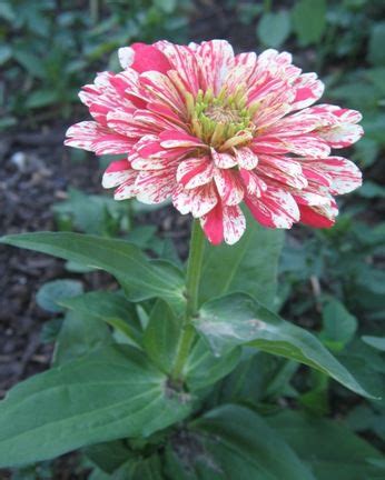 Zinnia elegans 'Candy Cane' | Zinnia elegans, Zinnias, Red and white ...