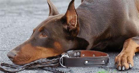 Doberman Protection Dogs | Doberman Family Protection Dogs | Prestige K9