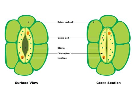 Form 2 Biology Diagrams