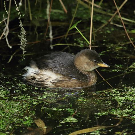 Little Grebe | Paul Farmer | Flickr