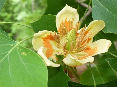 Sacred Trees in the Americas – The Magic, Medicine, and Uses of the ...