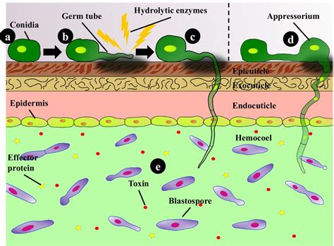 Overview of the infection process of entomopathogenic fungi ...