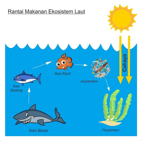 Contoh Gambar Rantai Makanan Ekosistem Laut - Aku Ruhana