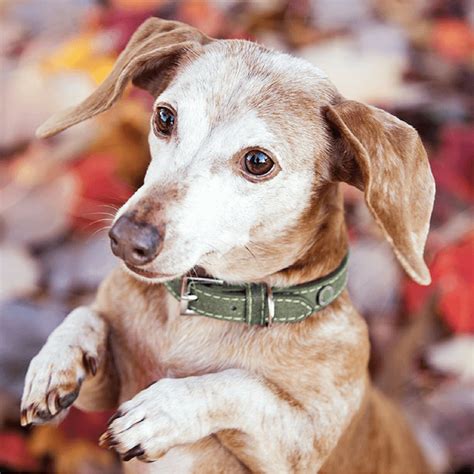 Pet Adoption: First Days with your Senior Dog Edition - DGP For Pets