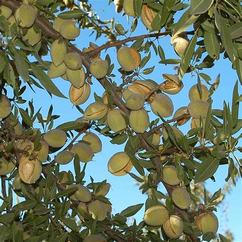 Nut Trees » Store » Tomorrow's Harvest