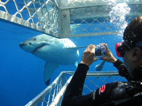 The Life of a Shark: Cage Diving Stirs Controversy