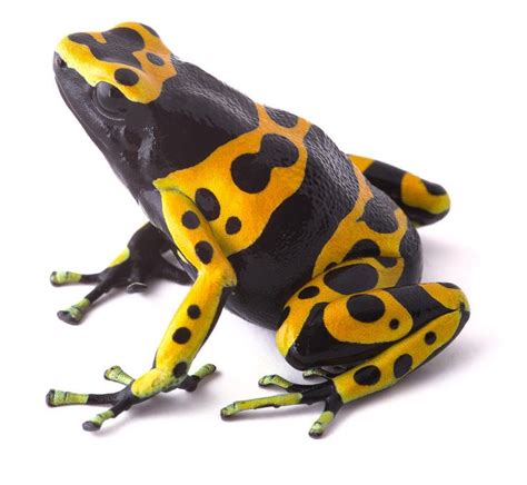 Yellow Poison Dart Frog by Dirk Ercken | Poison dart frogs, Rainforest ...