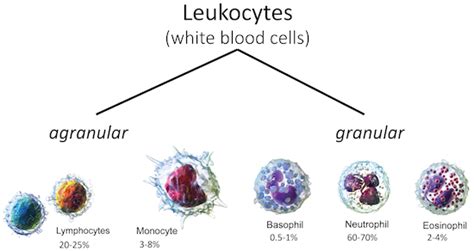 Blood Biology I | Biology | Visionlearning