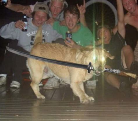 Blursed_doggo : r/blursedimages