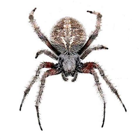 Orb Weaver Spider Identification, Habits & Behavior | Johnson Pest Control