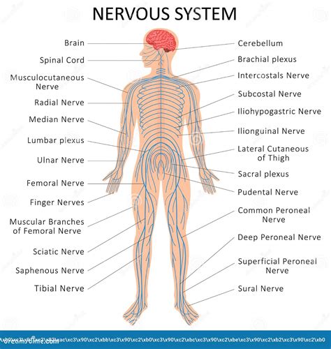 Human Nervous System. Medical Education Chart of Biology for Nervous ...