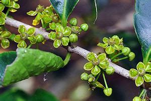 Salacia chinensis - Alchetron, The Free Social Encyclopedia