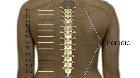 Thoracic Spine Fractures & Injuries | Shepherd Center