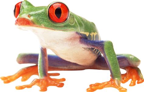 Download PNG image: frog PNG image | Katak