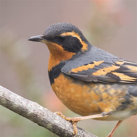 Varied Thrush | National Geographic