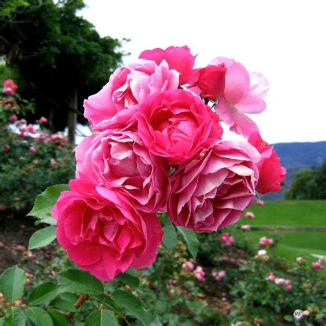 Pink Floribunda Roses by Will Borden