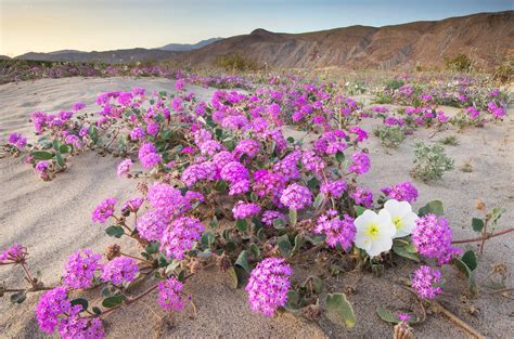 Lucy Littler: Anza Borrego Flowers 2019 : Anza Borrego Desert ...