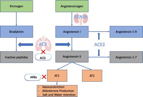 Mechanism of action of angiotensin-converting enzyme inhibitors and ...