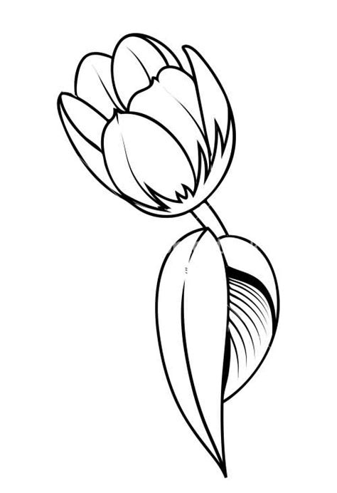 Black And White Tulip Drawing at GetDrawings | Free download