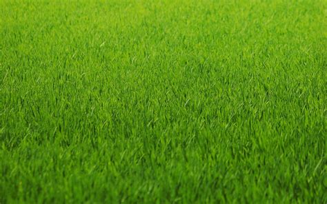 Grass Wallpaper Aesthetic Free download collection of aesthetic ...