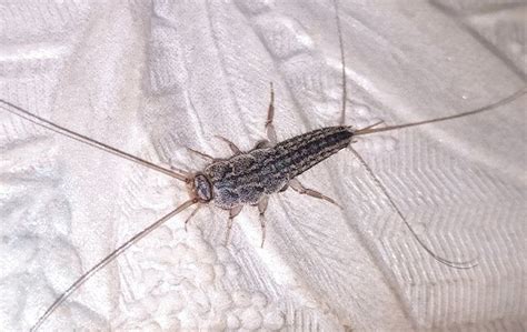 How Can Silverfish Damage Your Home? | Accurate Pest Control