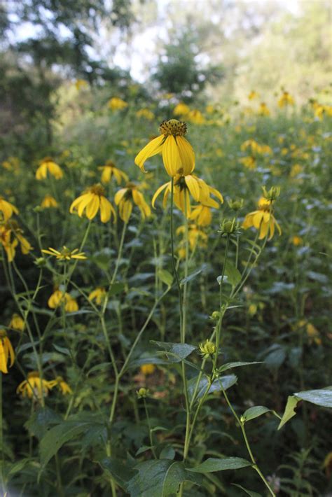 Rudbeckia laciniata Wild Golden Glow | Prairie Moon Nursery