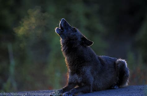 Howling wolf at sunrise | Denali National Park, Alaska. | Photos by Ron ...