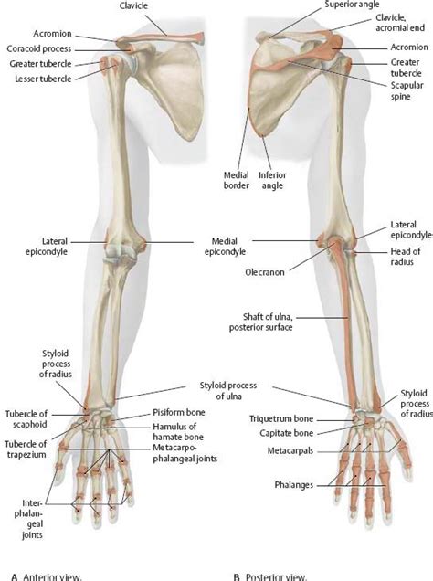 Shoulder & Arm - Atlas of Anatomy