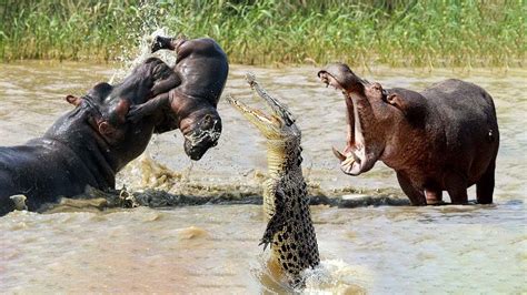 What do Hippos Look Like - Facts You Didn't Know Before - Hippo Haven