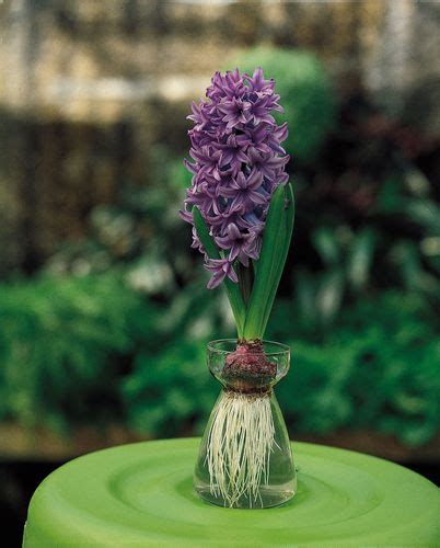 hyacinth | Description & Facts | Britannica