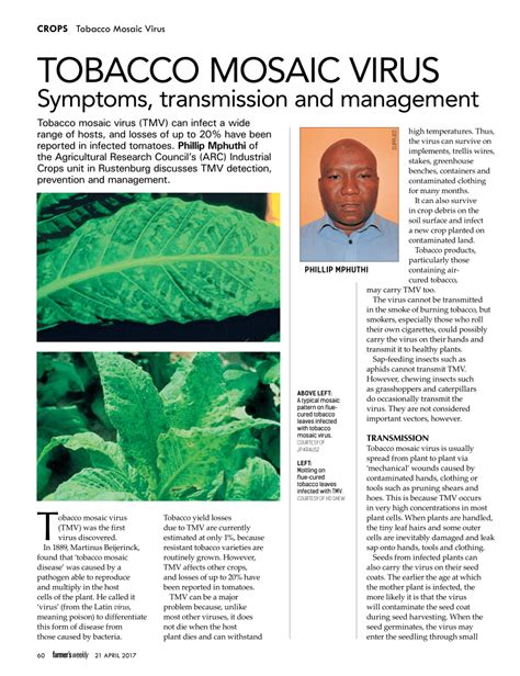 (PDF) Tobacco Mosaic Virus: Symptoms, transmission and management.