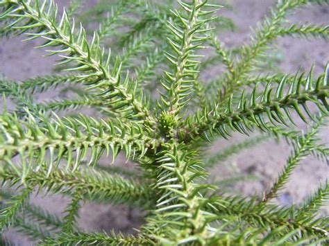 Araucaria columnaris sapling with distinctive axial bud. | Gymnosperm ...