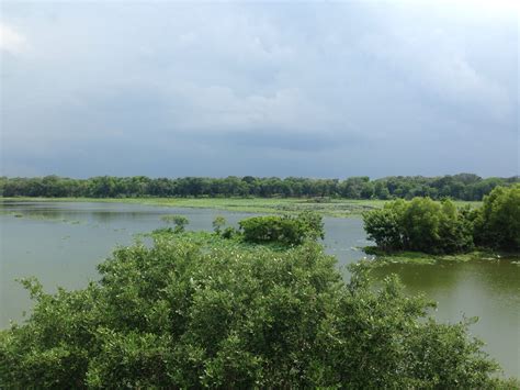 Brazos Bend State Park, Texas Bend, State Parks, Texas, Camping, River ...