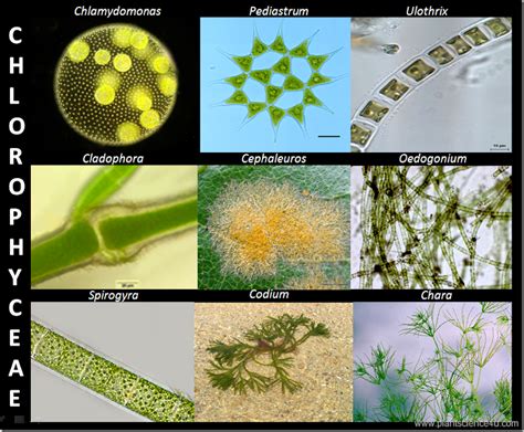 Example of Green algae (Chlorophyceae) | ExamplesOf.net