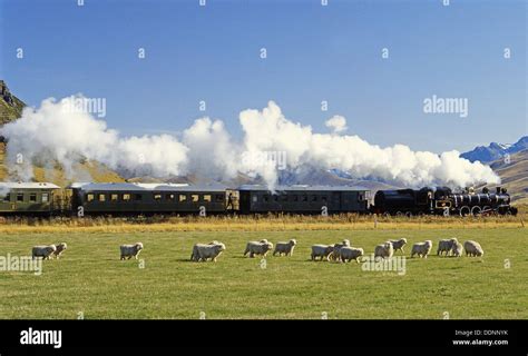 Big sheep new zealand hi-res stock photography and images - Alamy