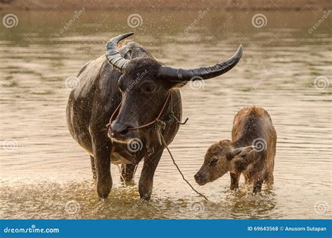 Rare White Albino Carabao Buffalo Stock Photo | CartoonDealer.com #14902740