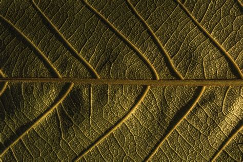 Plant, Macro, Sheet, Leaf, Veins HD wallpaper | Pxfuel