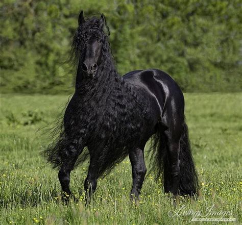 fairest of them all friesian horse - Google Search | Friesian horse ...