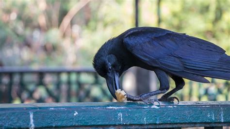 What do Ravens Eat? Ooh! I Know!