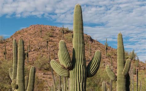 Five Interesting Facts About The Saguaro Cactus | DBG