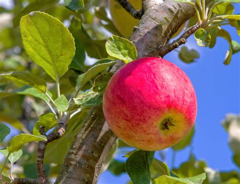 Apple in Tree - Garden & Greenhouse