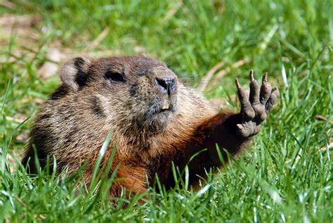 Sam Cox Rumor: Groundhog Day Date 2024