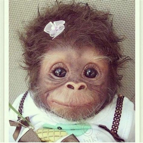 CUTEst Baby monkey all dressed up! #cute | Insanely Cute | Pinterest ...