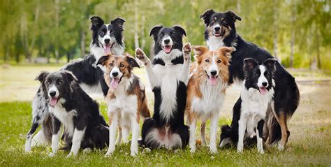 224 Great Border Collie Names