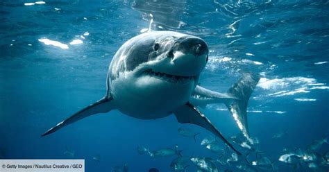 Un duo de grands requins blancs au "comportement inhabituel" intrigue ...