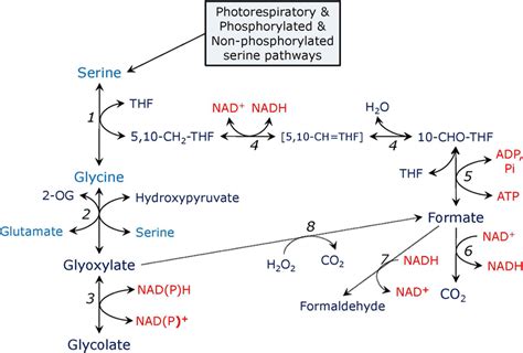 Pathways of serine metabolism. In the reaction catalyzed by serine ...