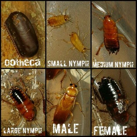 american roach life cycle - Jarred Burleson