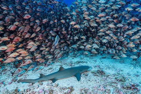 Fakarava – Tauchen im tropischen Paradies » Absolut Scuba