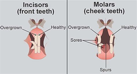 Dental problems in rabbits - PDSA